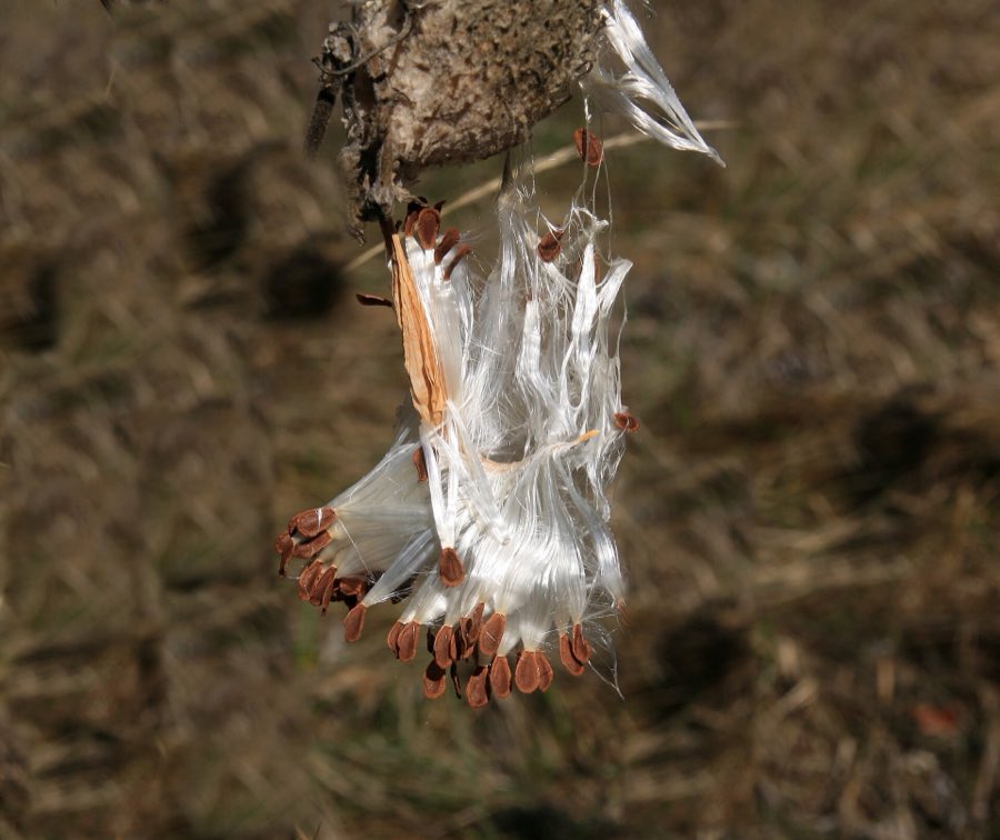 Brown milkweed seeds and their silky white floss at the mouth of a split pod