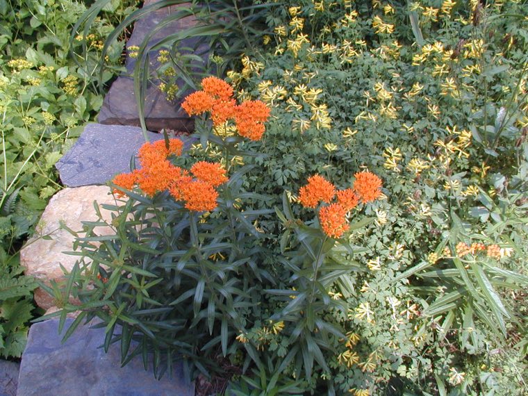 A young butterfly weed plant, showing the narrow alternate leaves of a first-year seedling