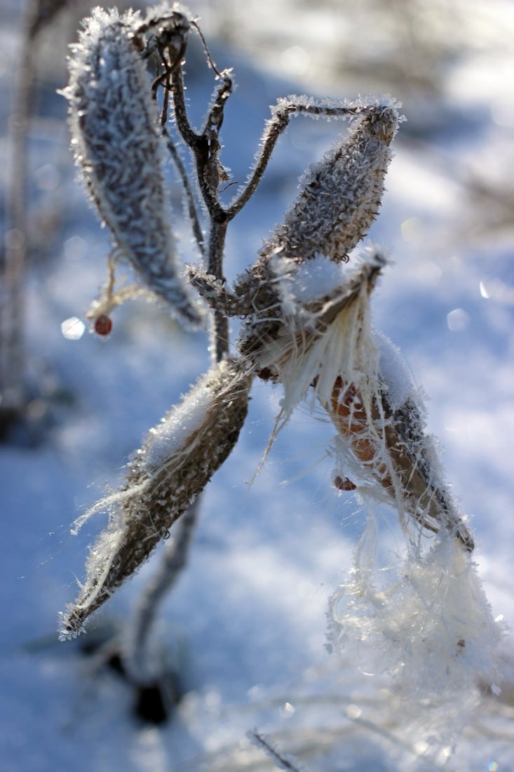 Empty milkweed pods on bare winter stems, the floss long since blown away