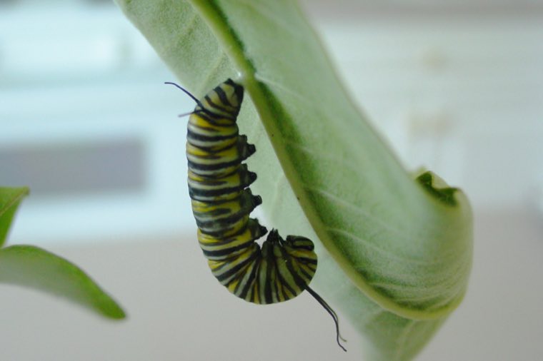 A monarch caterpillar feeding on milkweed