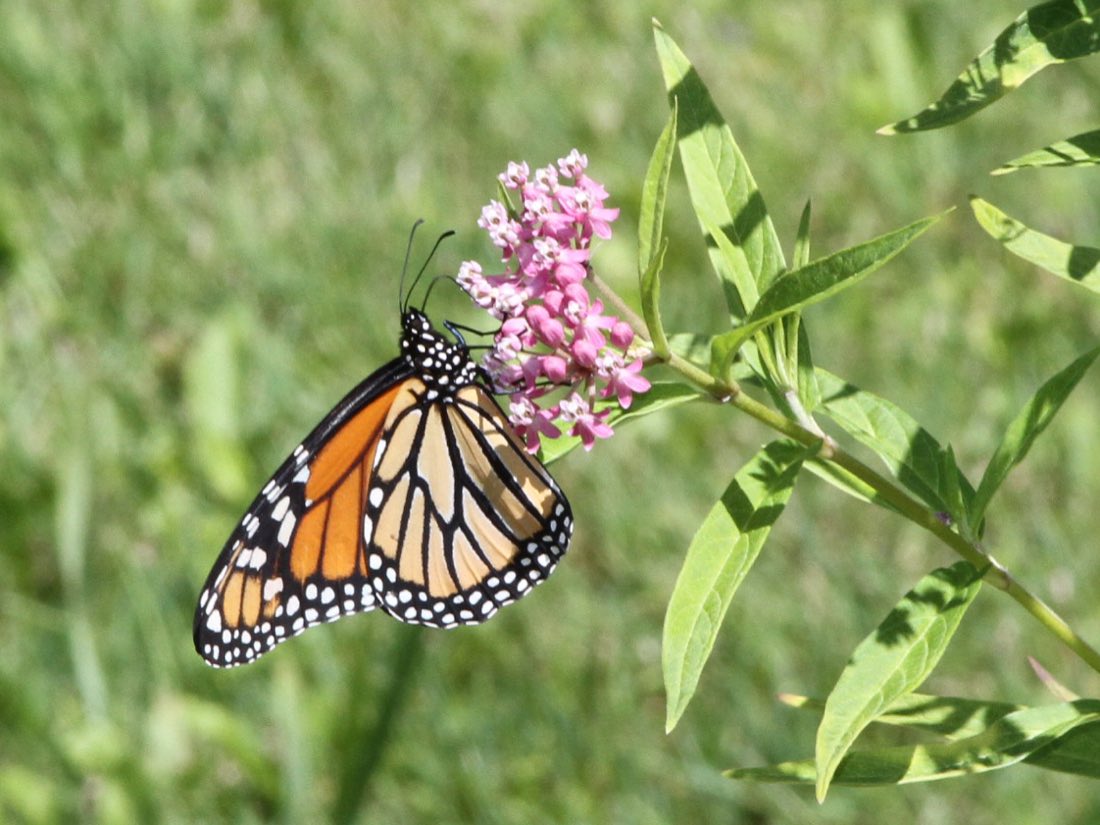 A monarch butterfly nectaring on swamp milkweed flowers
