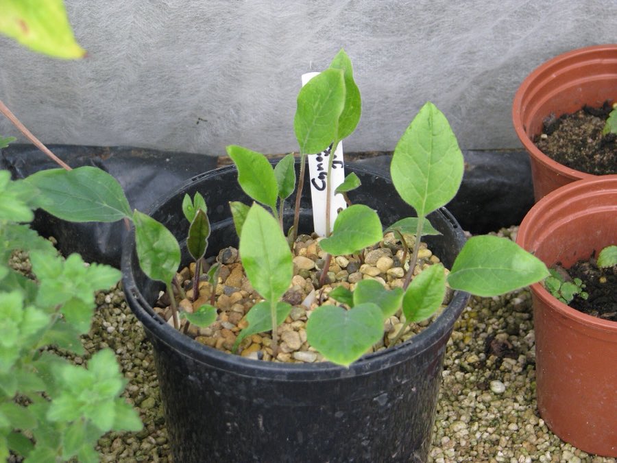 Young seedlings growing on in pots, ready to plant out
